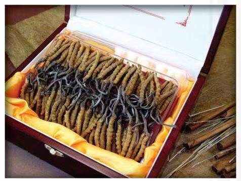 临潭冬虫夏草回收